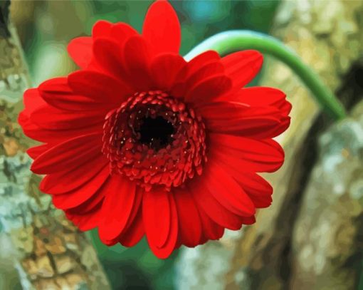 Red Berber Daisy paint by number