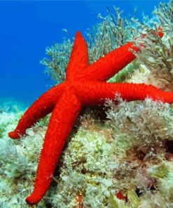 Red Sea Star Paint By Number