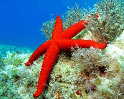 Red Sea Star Paint By Number