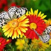 Red And Yellow Flowers With Butterflies Paint By Numbers