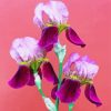 Three Pink Iris Flowers Paint By Numbers