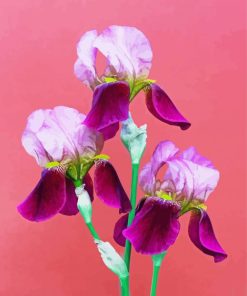 Three Pink Iris Flowers Paint By Numbers