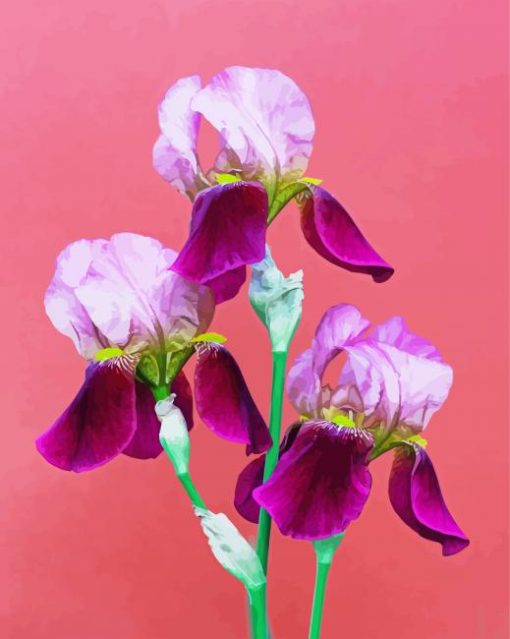 Three Pink Iris Flowers Paint By Numbers