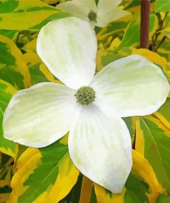 White Dogwoods Paint By Numbers