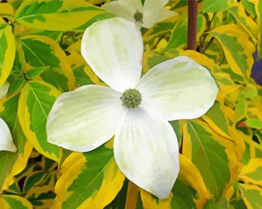 White Dogwoods Paint By Numbers