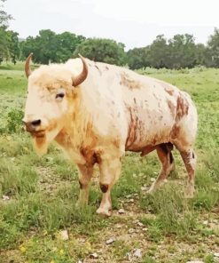 White Buffalo Hunts paint by number