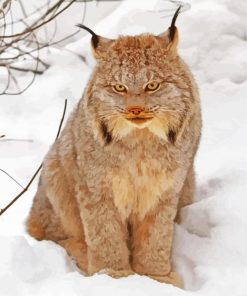 Aesthetic Canada Lynx Paint By Numbers