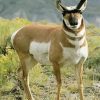 Aesthetic Pronghorn Paint By Numbers