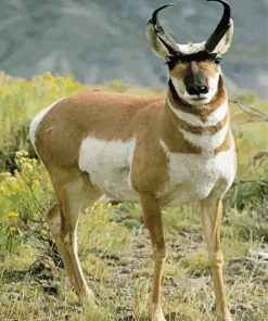 Aesthetic Pronghorn Paint By Numbers