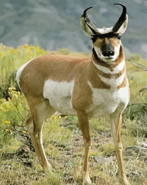 Aesthetic Pronghorn Paint By Numbers