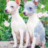 American Hairless Terrier Puppies Paint By Numbers