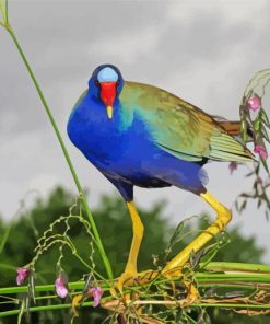 American Purple Gallinule Bird Paint By Numbers