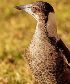 Australian Magpie Bird Paint By Numbers