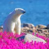 Bear In Flowers Field By River Paint By Numbers