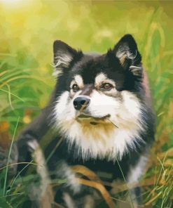 Black And White Finnish Lapphund Paint By Numbers