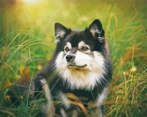 Black And White Finnish Lapphund Paint By Numbers