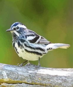 Black And White Sparrow Bird Paint By Numbers