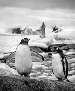 Black And White Penguins On Rock Paint By Numbers