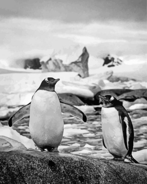 Black And White Penguins On Rock Paint By Numbers