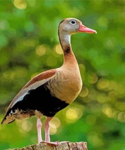 Black Bellied Whistling Duck Paint By Numbers