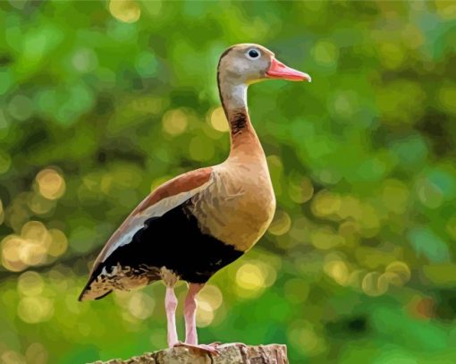 Black Bellied Whistling Duck Paint By Numbers