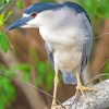 Black Crowned Night Heron Bird Paint By Numbers