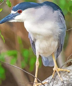 Black Crowned Night Heron Bird Paint By Numbers