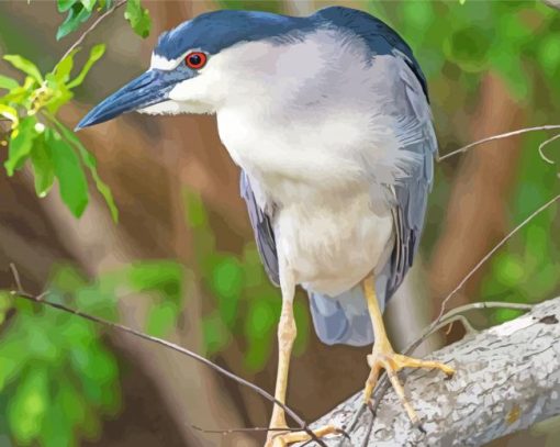 Black Crowned Night Heron Bird Paint By Numbers