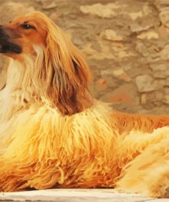 Blonde Afghan Hound Dog Paint By Numbers