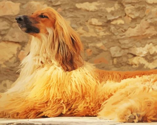 Blonde Afghan Hound Dog Paint By Numbers