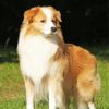 Blonde Border Collie Dog Paint By Numbers