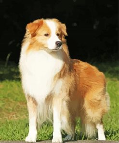 Blonde Border Collie Dog Paint By Numbers