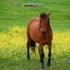 Brown Mare Horse Paint By Numbers