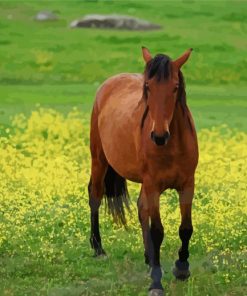 Brown Mare Horse Paint By Numbers