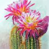 Cactus And Flowers Art Paint By Numbers