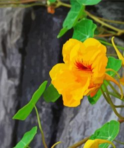 Close Up Yellow Nasturtium Paint By Numbers