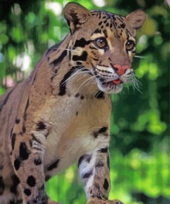 Clouded Leopard Animal Paint By Numbers