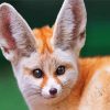 Fennec Fox Face Paint By Numbers