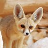 Fennec Fox Paint By Numbers