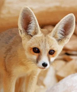 Fennec Fox Paint By Numbers