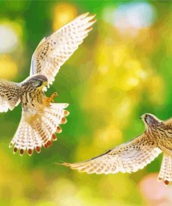 Flying Kestrel Birds Paint By Numbers