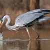 Grey Heron Fishing Paint By Numbers