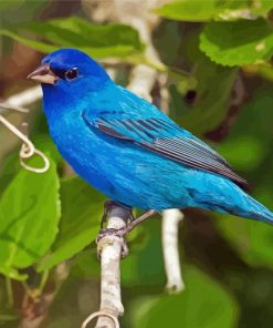 Indigo Bunting Bird In A Branch Paint By Numbers