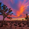 Joshua Tree National Forest Sunset Paint By Numbers