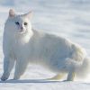 Large Fluffy Cat In Snow Paint By Numbers