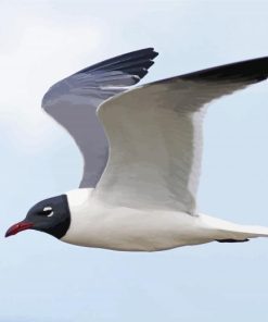 Laughing Gull Bird Paint By Numbers