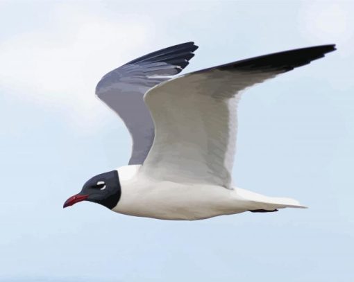 Laughing Gull Bird Paint By Numbers