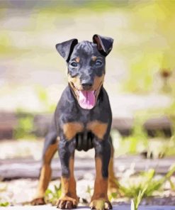 Manchester Terrier Puppy Paint By Numbers