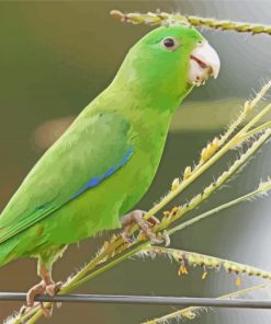 Parrotlet On Stick Paint By Numbers