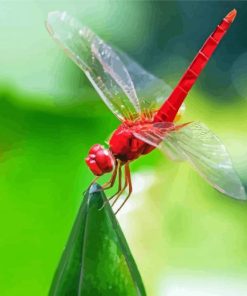 Red Dragonfly Insect Paint By Numbers